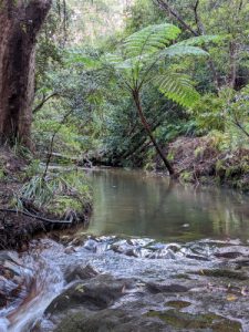 Beccy Howe's Nature sessions location image for Forest Bathing